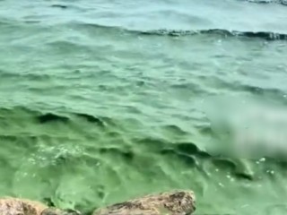 滇池出现绿浪 官方回应：气温高局部水域出现水华 ！