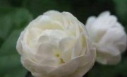 茉莉花怎么浇水（给茉莉花浇水的正确方法及注意事项） ！