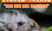 母猫生下双头猫3眼2嘴2鼻： 罕见双头猫已存活5天 ！