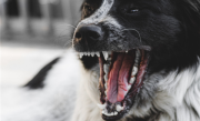 禁养的烈性犬伤人谁之过 最高法明确：犬主人无条件全责 ！