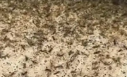 广州一条村被大量巨型蚊包围 ！相关部门：天气原因导致，已制定驱蚊措施 ！
