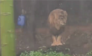 长隆动物园一狮子忧郁淋雨走红：一动不动在雨中犹如雕像 !