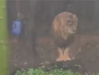 长隆动物园一狮子忧郁淋雨走红：一动不动在雨中犹如雕像 !