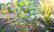 深圳市的市花是什么（揭示深圳市作为市花的花卉） ！