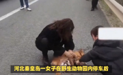 女子野生动物园下车：狼悄悄靠近 ！