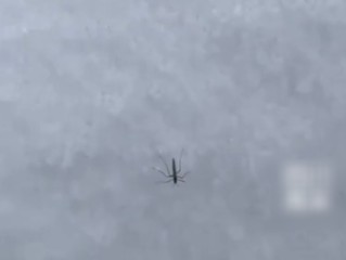 在海拔4700米雪山发现了活蚊子 当事人：很惊讶 !
