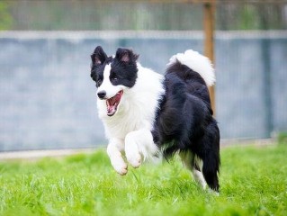 不养边牧的十大理由（了解为什么不适合养边牧犬） ！