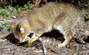 新西兰启动野猫清零计划：2050年前杀光 一只不留！ 