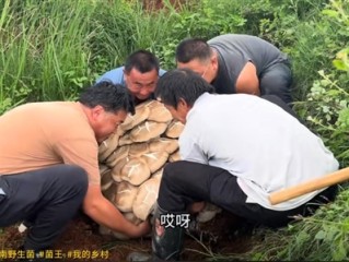 云南现80公斤巨无霸“菌王”：4名壮汉才能搬得动 ！