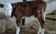 赤峰市首例胚胎移植西门塔尔纯种牛诞生：体格大、肌肉多 ！