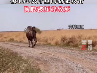 澳大利亚女子被150公斤重的骆驼攻击 胸腔被压碎致死 专家：骆驼战斗力相当惊人 ！
