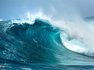 日本一无人岛密密麻麻都是北海狮：给当地渔业造成巨大损失 ！