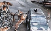 动物园月薪5万寻找“最猛司机”：需开车进入虎山、熊窝 !