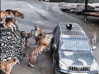 动物园月薪5万寻找“最猛司机”：需开车进入虎山、熊窝 !