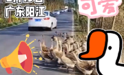 司机停车等鹅鹅们过马路 网友：想破头也不知道堵车原因是800只鹅 ！