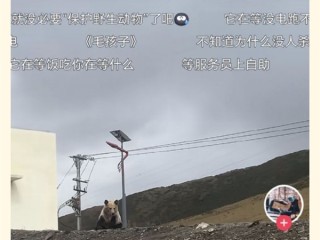 高速服务区充电桩被告知无法使用：因为有只狗熊一直守着 !