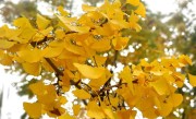 银杏树的介绍和特点（银杏树的基本情况和特性概述）