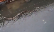 场景太骇人！巴厘岛暴雨后 近5米长巨蟒游过居民区 ！