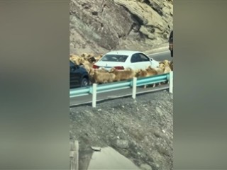 车主发现堵车源头竟是羊群 网友：今天不堵车倒是堵羊了 ！
