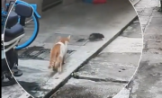 倒反天罡！大老鼠竟对猫穷追不舍 猫被吓得四处逃窜 网友：这么大的老鼠谁不怕啊 !