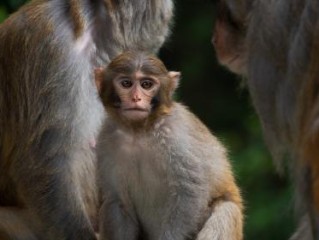 少年十五二十时打一最佳准确生肖词语,优先谜语剖析解释
