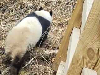 九寨沟震后首次实拍到野生大熊猫：俯下身子钻过栈道护栏 ！