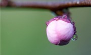 花蕾与花蕊有何区别（解析花蕾和花蕊的概念和区别） ！