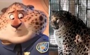 四川“豹警官”意外走红：吃成了煤气罐 豹纹都撑开了 ！