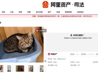 3岁网红狸花猫被撤销拍卖 已被爱猫人士领走 !