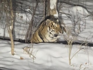 女子雪夜遇东北虎：感受“死亡凝视” ！