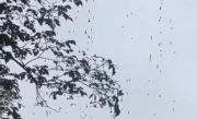杭州梅雨过后街头树上挂满虫子 网友：直起鸡皮疙瘩 ！