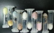 进境快递藏有1325只超大蚂蚁：长1厘米 属外来物种 !