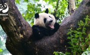 秦岭大熊猫研究中心致歉：饲养员用铁锨驱打大熊猫已被辞退 ！