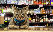 撞死网红猫后 谷歌自动驾驶公司Waymo陷公关危机 ！