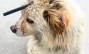 流浪狗遭箭矢穿头 网友众筹救治：小狗已做完手术，但精神仍比较紧张 ！