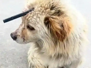 流浪狗遭箭矢穿头 网友众筹救治：小狗已做完手术，但精神仍比较紧张 ！