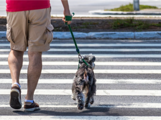 明年起！“遛狗不拴绳伤人”将受治安处罚：提升饲养者违法成本、保障公共安全 ！