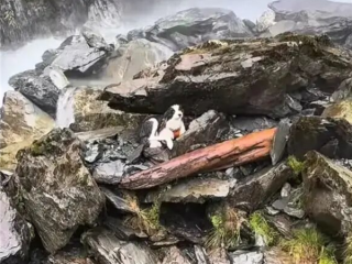 女子坠崖被送医 爱犬独守原地7天！网友众筹用直升机救援!