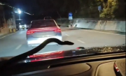 男子夜晚开车突遇长蛇爬前挡风玻璃 当时车载广播正在放鬼故事 网友：现实版惊悚特效 !