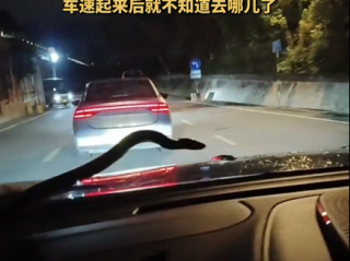 男子夜晚开车突遇长蛇爬前挡风玻璃 当时车载广播正在放鬼故事 网友：现实版惊悚特效 !