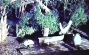 除夕夜熊猫“花花”被遗忘外场 官方回应：饲养员被解雇 ！