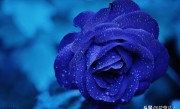 蓝色妖姬适合送给哪种人（蓝色妖姬花适合作为礼物送给何种人）