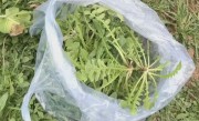 大妈连吃7天野菜晕厥！医生提醒：千万别自行挖野菜食用 !