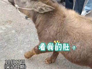 云南丽江现2岁“袖珍牛” 目击者：买家高价购入只为当宠物 ！