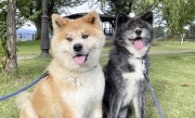 忠犬“八公”海外受欢迎！日本为秋田犬发“数字血统证明”：防止造假 ！