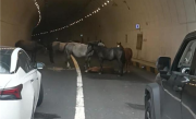 小马倒地5匹大马隧道内“拦路求助” 交警称已到现场处理 !