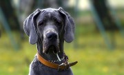 几年前曾被狗咬 男子狂犬病发死亡：世卫推荐“十日观察法” ！