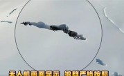 新疆狼群在积雪下硬生生挖出一条路：真团队精神 ！