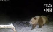 大熊猫不止有黑白照 秦岭已发现11次棕色大熊猫 ！