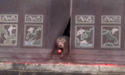 泼猴组团大闹寺庙偷拿贡品还虐狗 景区：保护动物 无法干预 ！